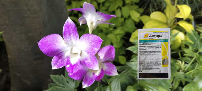 Актара для орхидей — описание, применение, важные рекомендации