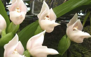 Орхидея «Запеленованные младенцы» -Anguloa Uniflora