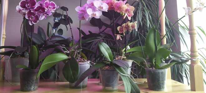 Стеллаж для орхидей своими руками