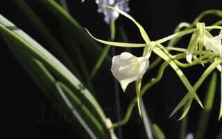 Орхидея Брассавола — интересные особенности, уход