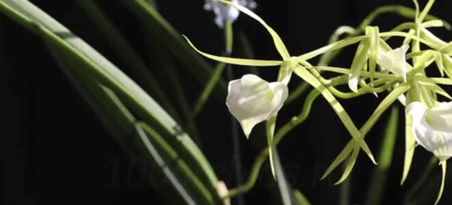 Орхидея Брассавола — интересные особенности, уход