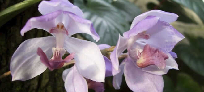 Орхидея Аганизия — домашний уход