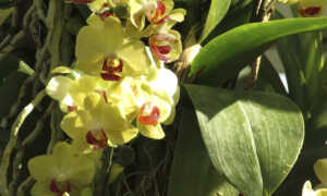 Освещение для орхидей: правила выбора места для хорошего роста и развития