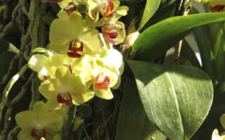 Освещение для орхидей: правила выбора места для хорошего роста и развития