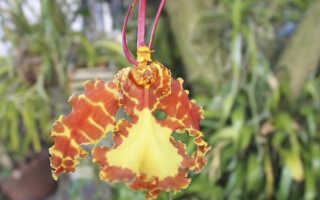 Орхидея Психопсис — забавный мотылек