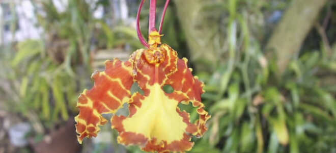 Орхидея Психопсис — забавный мотылек