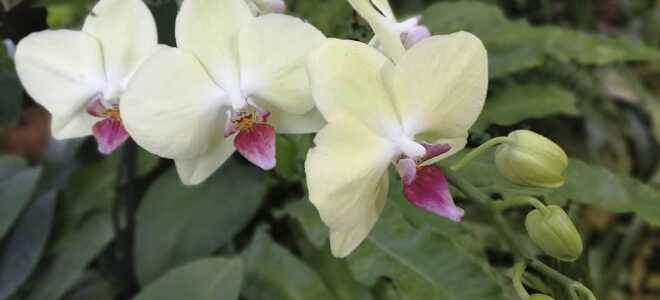 Топ 15 Главных правил по уходу за орхидеями (для новичков)