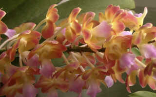 Маленькие орхидеи с большим ароматом