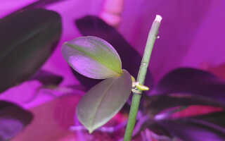 Размножение орхидеи детками — правильно вырастить и отделить