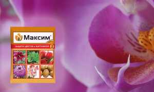 Препарат «Максим» для орхидей
