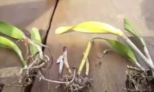Размножение орхидей методом деления куста