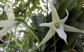 Орхидея Ангрекум — звезда Мадагаскара
