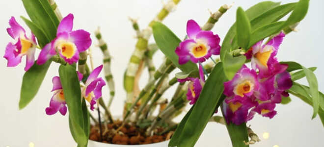 Орхидея Дендробиум — уход в домашних условиях