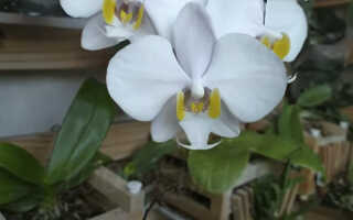 Фаленопсис филиппинский — особенности природной орхидеи