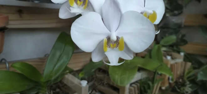 Фаленопсис филиппинский — особенности природной орхидеи