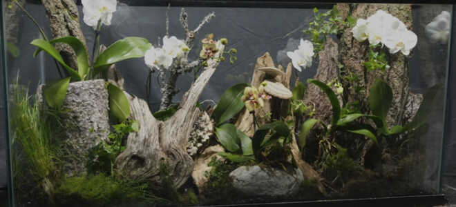Флорариум для орхидей — уникальный мини сад дома