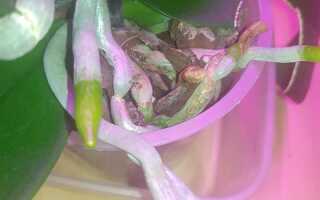 Корни орхидей: болезни, лечение, профилактика