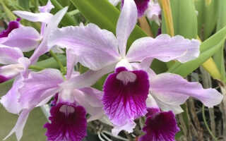 Орхидея Лелия (Laelia) — уход в домашних условиях, виды