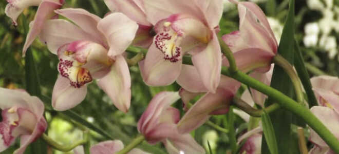 Цветонос у орхидеи