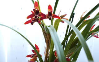 Орхидея Максиллярия — уход дома, разновидности