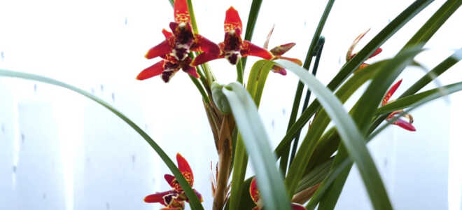 Орхидея Максиллярия — уход дома, разновидности