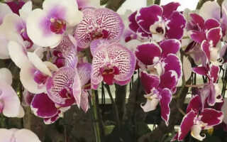 Орхидеи — дорогое удовольствие?