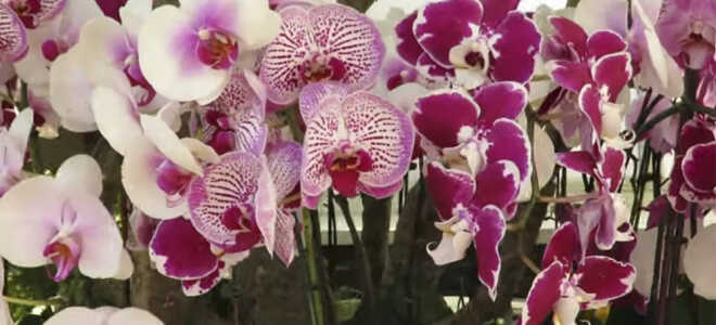 Орхидеи — дорогое удовольствие?