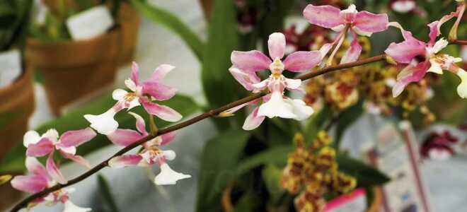 Онцидиумы — фото и названия цветов