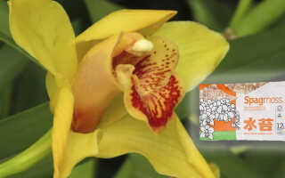 Спагмосс (Spagmoss) — Новозеландский мох для орхидей