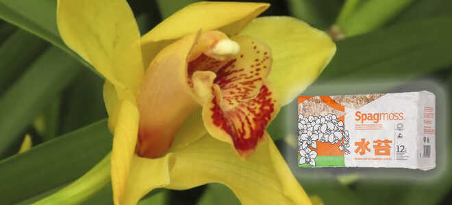 Спагмосс (Spagmoss) — Новозеландский мох для орхидей