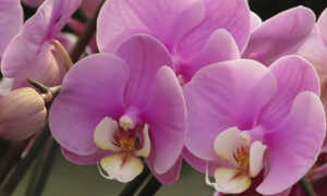 Покупка орхидеи в магазине — правильный выбор