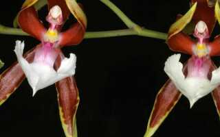 Редкая орхидея — «Танцующая балерина»