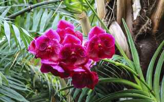 Вандовые орхидеи — уход в домашних условиях
