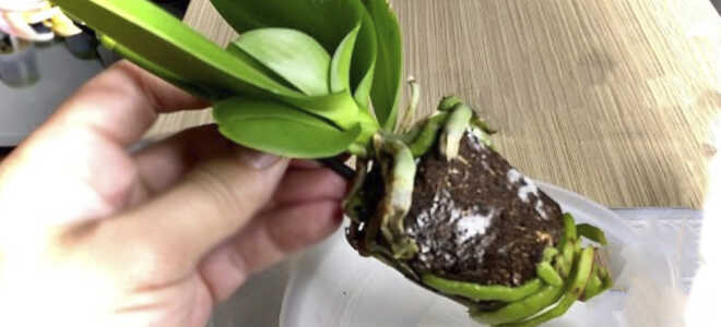 Пересадка орхидеи без удаления торфяного стакана
