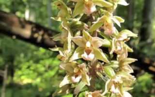 Орхидея Дремлик — еще один интересный вид орхидных