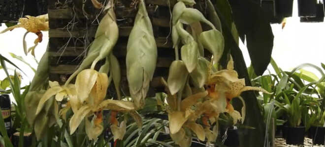 Орхидея Стангопея — уход в домашних условиях