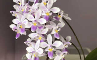 Орхидея «Эквестрис» — отличия сорта, особенности ухода