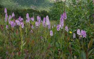 Садовая орхидея — Пальчатокоренник