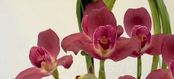 Ликаста (Lycaste) — листопадная орхидея