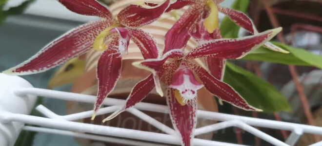 Орхидея Пафиния — особенности вида