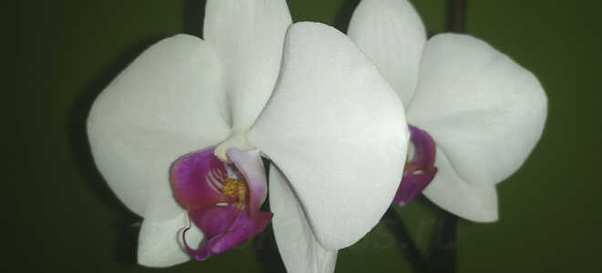 Орхидея Red Lip — белая красавица с яркой губой