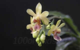 Фаленопсис делициоза — миниатюрная, природная орхидея
