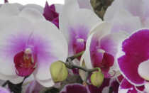 Лекарства для орхидей из домашней аптечки