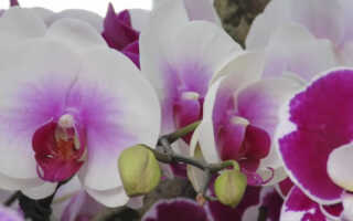 Лекарства для орхидей из домашней аптечки