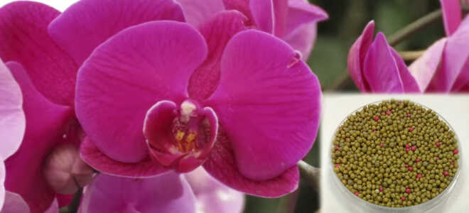 Удобрение для орхидей — Осмокот