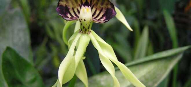 Орхидея Кохлеата Простехея (Cochleata Prosthechea )