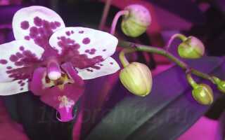 Орхидея Рембрандт — яркий, миниатюрный фаленопсис