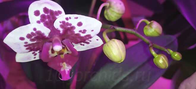 Орхидея Рембрандт — яркий, миниатюрный фаленопсис