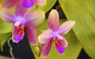 Орхидея Лиодоро — особенности сорта, описание, уход