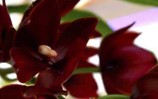 Катасетум — уход за необычной орхидеей в домашних условиях